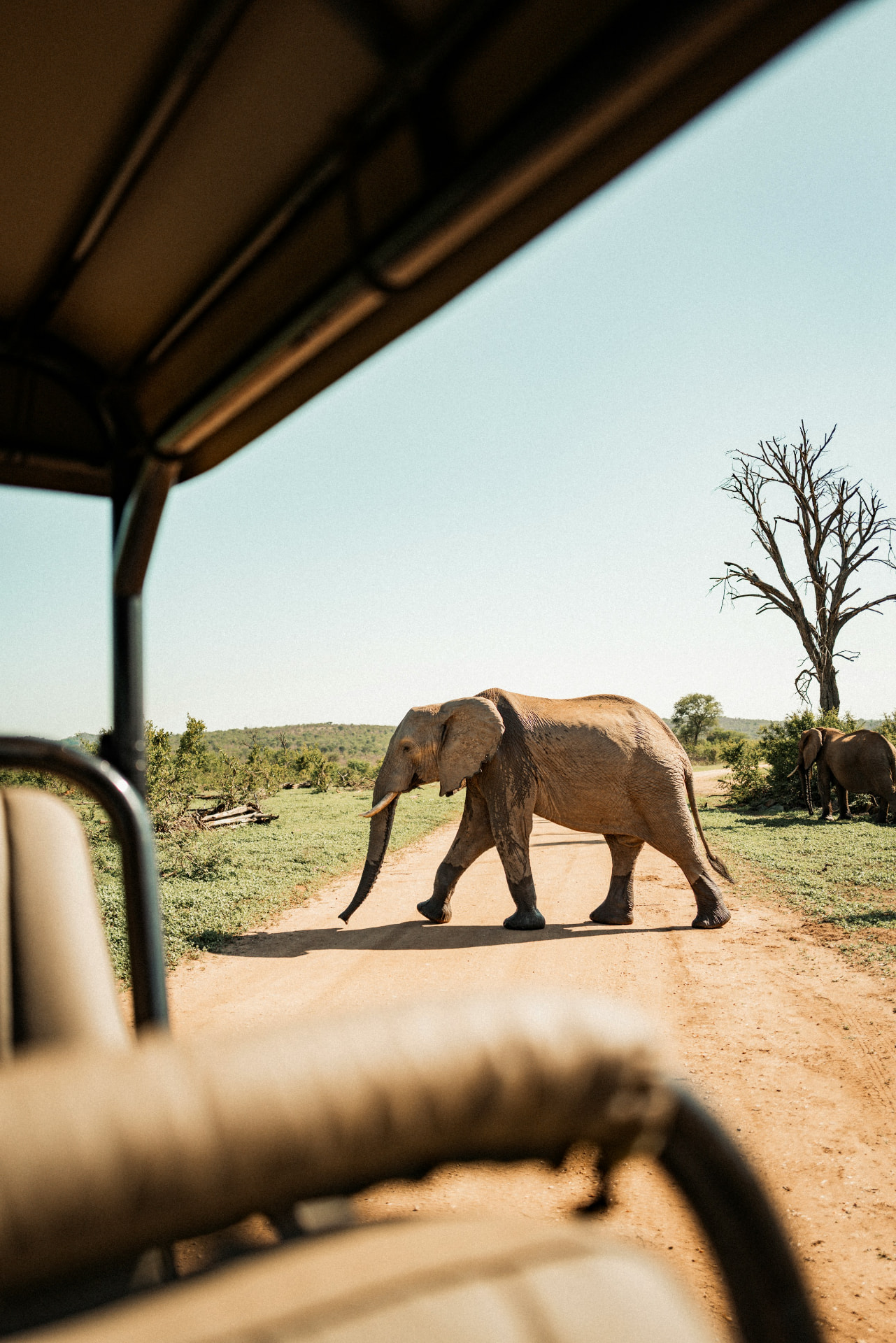 An elephant crossing a dusty Serengeti track, framed by the canvas roof of a safari vehicle and acacia scrub under a pale blue sky
