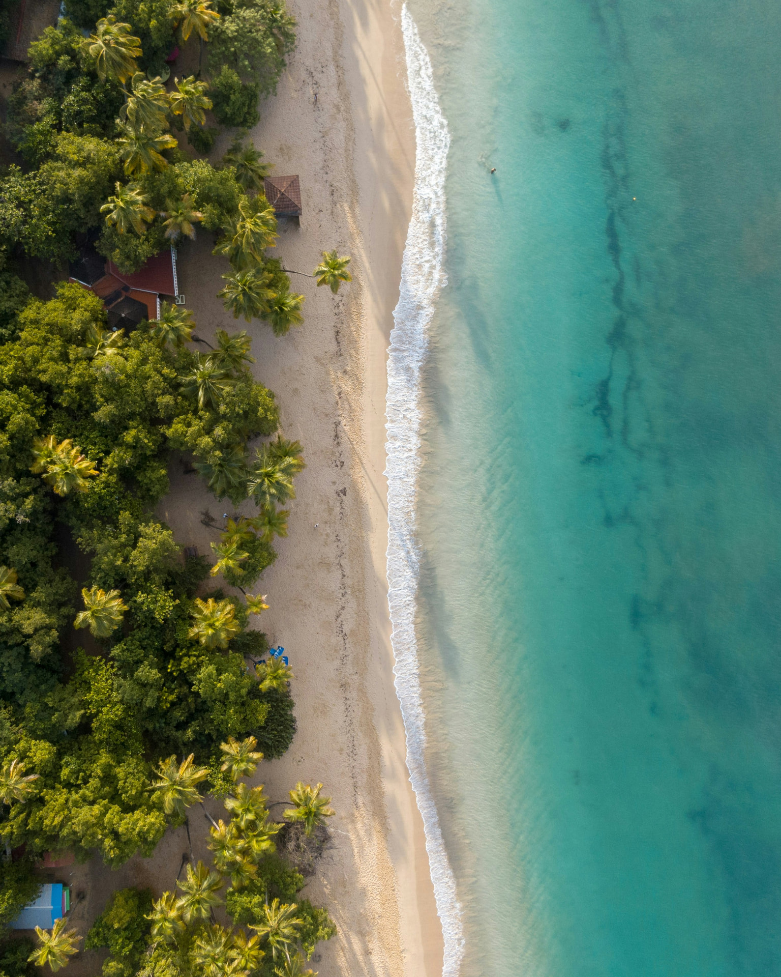 An aerial view of a pristine Riviera Maya beach with powder-white sand, coconut palms, and translucent turquoise surf